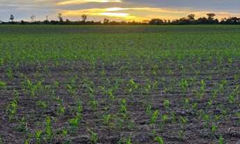 Imagem 4: VENDO FAZENDA DUPLA APTIDÃO REGIAO DE TERRA NOVA DO NORTE-MT ( 6137