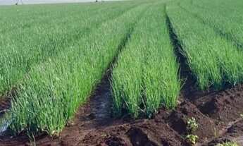 Imagem: VENDO FAZENDA CULTURA IRRIGADA REGIAO DE