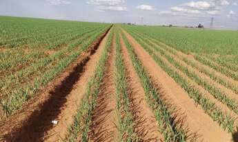 Imagem: VENDO FAZENDA PARA LAVOURA REGIAO DE IBIA