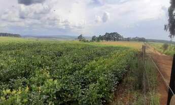 Imagem 2: VENDO FAZENDA PECUARIA E CULTURA REGIAO DE ARAXA ( 6146