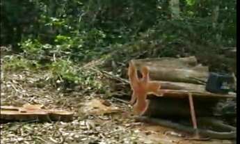 Imagem 6: ARRENDO FAZENDA DE 6000 HECTARES EM RORAIMA IDEAL PARA CULTURA SOJA E PECUARIA ( 4269