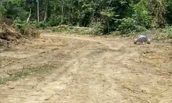 Imagem 4: ARRENDO FAZENDA DE 6000 HECTARES EM RORAIMA IDEAL PARA CULTURA SOJA E PECUARIA ( 4269