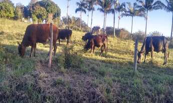 Imagem: VENDO TROCO SITIO 55 HECTARES EM PARIQUERA-AÇU