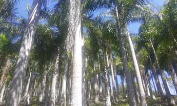 Imagem: VENDO SITIO PRODUTIVO PLANTAS ORNAMENTAIS