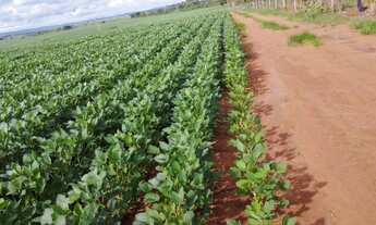 Imagem: VENDO FAZENDA CULTURA 115 HECTARES REGIAO