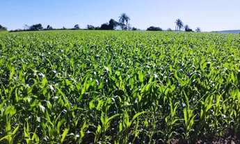 Imagem: VENDO FAZENDA 110 HECTARES CULTURA PECUARIA