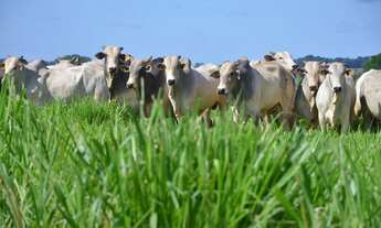 Imagem: VENDO UMA BELA FAZENDA 550 ALQUEIRES REGIAO