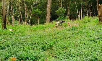 Imagem: VENDO TERRENO / CHÁCARA DE 1.500m FINANCIADO