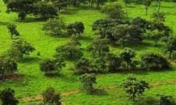 Imagem: VENDO FAZENDA 830 HECTARES DUPLA APTIDAO