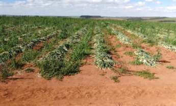 Imagem 3: OPORTUNIDADE FAZENDA 255 HECTARES REGIAO DE PERDIZES-MG ( 6210