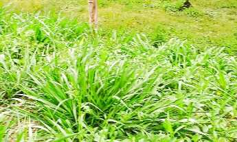 Imagem 6: VENDO TERRENO / CHÁCARA DE 1.500m FINANCIADO PELA CAIXA EMBU GUAÇU ( VI871