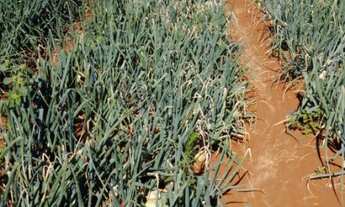 Imagem 7: OPORTUNIDADE FAZENDA 255 HECTARES REGIAO DE PERDIZES-MG ( 6210