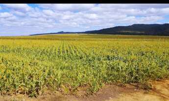 Imagem: OPORTUNIDADE FAZENDA 255 HECTARES REGIAO