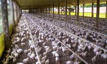 Imagem 2: VENDO TROCO GRANJA REGIAO ITAPETININGA CAPACIDADE 70.000 AVES (032