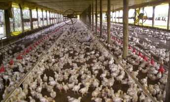 Imagem 7: VENDO TROCO GRANJA REGIAO ITAPETININGA CAPACIDADE 70.000 AVES (032