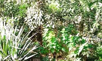 Imagem 2: VENDO CHACARA 2000m² COM ESCRITURA EMBU GUAÇU ( 6222