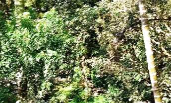 Imagem 3: VENDO CHACARA 2000m² COM ESCRITURA EMBU GUAÇU ( 6222