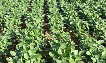 Imagem 5: VENDO FAZENDA REGIAO DE CALDAS NOVAS ( 6226