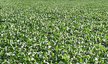 Imagem 2: VENDO FAZENDA REGIAO DE CALDAS NOVAS ( 6226