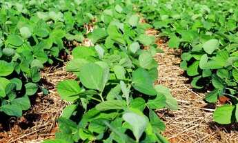 Imagem 2: VENDO FAZENDA IDEAL PARA LAVOURA NO TOCANTINS ( 6231