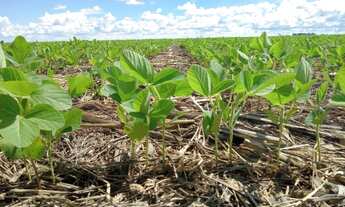 Imagem 3: VENDO FAZENDA IDEAL PARA LAVOURA NO TOCANTINS ( 6231