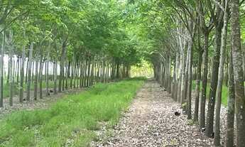 Imagem: VENDO FAZENDA REGIAO DE ARAGUAINA-TO ( 6232