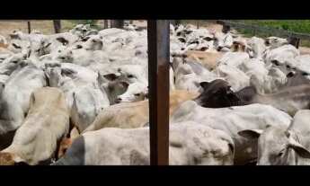 Imagem 3: VENDO E TROCO POR IMOVEIS FAZENDA NO MATO GROSSO ( JA0001