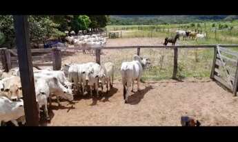 Imagem 2: VENDO E TROCO POR IMOVEIS FAZENDA NO MATO GROSSO ( JA0001