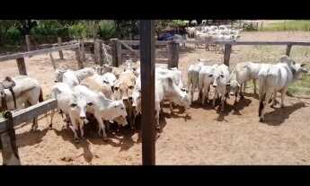 Imagem 4: VENDO E TROCO POR IMOVEIS FAZENDA NO MATO GROSSO ( JA0001