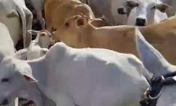 Imagem: VENDO E TROCO POR IMOVEIS FAZENDA NO MATO