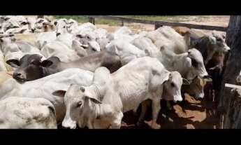 Imagem 5: VENDO E TROCO POR IMOVEIS FAZENDA NO MATO GROSSO ( JA0001