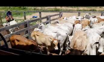 Imagem 6: VENDO E TROCO POR IMOVEIS FAZENDA NO MATO GROSSO ( JA0001