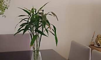 Imagem: VENDO SOBRADO IDEAL PARA RENDA OU FAMILIA