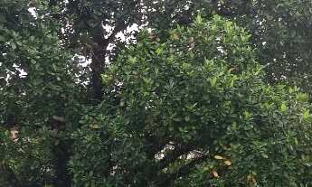 Imagem 3: VENDO CHACARA 2.100m² COM CASA E POMAR PROXIMO ASFALTO EM ITARIRI-SP ( 4298