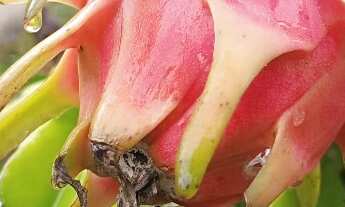 Imagem 1: VENDO CHACARA 2.100m² COM CASA E POMAR PROXIMO ASFALTO EM ITARIRI-SP ( 4298