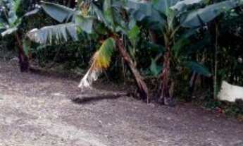 Imagem 7: VENDO CHÁCARA IMPERDÍVEL NO EMBU GUAÇU ? 1.400m² COM ESCRITURA ( 6239