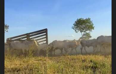 Imagem 10: VENDO FAZENDA PECUARIA E CULTURA REGIAO DE ARAÇUAI ( 4306