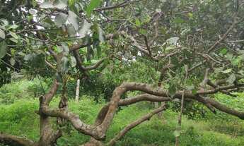 Imagem 6: SITIO RESIDENCIAL em CAMAÇARÍ - BA, CAJAZEIRAS DE ABRANTES