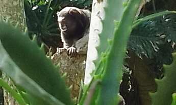 Imagem 3: SITIO COM PISCINA EM ITANHAÉM