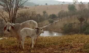 Imagem 6: Linda Chácara à Venda de 20.000m2 com Lagoa, na área de mata atlântica, local com exuberan