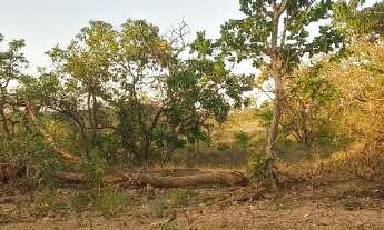 Imagem 7: Fazendinhas de 20.000m2 à venda em Jequitibá - MG. em condições especiais, a partir de R$1