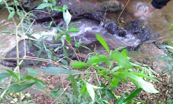 Imagem 6: CHÁCARA em Assis - SP