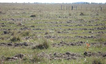 Imagem: Fazenda com 114 hectares em Palmares do