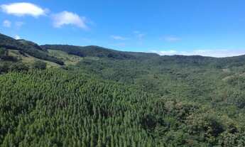 Imagem: Fazenda de reflorestamento em Caraá/RS