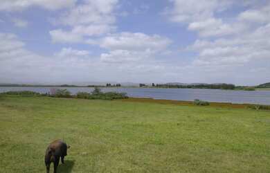 Imagem 2: Fazenda com 285 hectares em Santo Antonio da Patrulha/RS