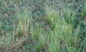 Imagem: FAZENDA RURAL em SÃO JERÔNIMO - RS, Sao