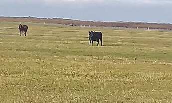 Imagem 2: FAZENDA RURAL em VIAMAO - RS, VIAMAO