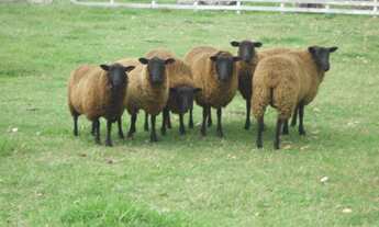 Imagem 2: Cabanha em Cidreira/RS