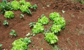 Imagem 4: Sitio com 23 hectares no Morro da Borrussia/Osório