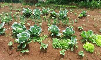 Imagem 5: Sitio com 23 hectares no Morro da Borrussia/Osório